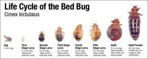 How to get rid og Bed Bugs