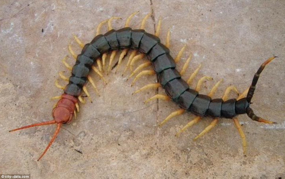 Centipede Control Pretoria North - A Pest Extermination by One Stop Pest  Control