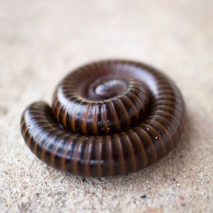 Millipede Control Deerness, we treat and prevent Millipedes from entering your home.