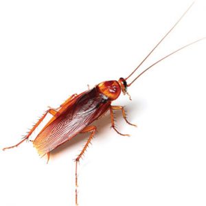 American Cockroach Control Pretoria is just one of many services Pretoria Pest Control have to offer. For Rodent and Insect Exterminations call the experts now.