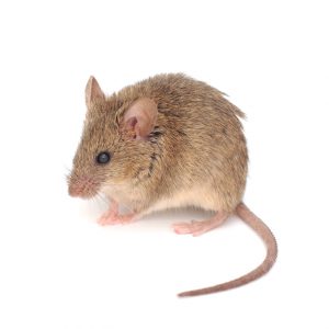 Pretoria Pest Control treat Mice with no mess and no fuss, prepare for Rats and Mice this summer.