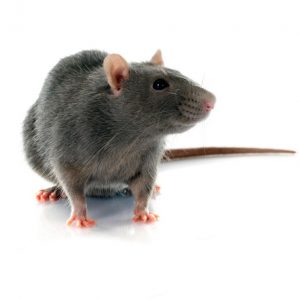 Rat Control Pretoria are masters in rat and Rodent Control Pretoria. A service by Pretoria Pest Control