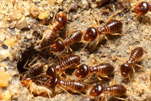 Harvester Termite Control Pretoria by your local Experts here at Pretoria Pest Control