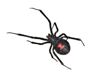 Spider Control Pretoria North East even deal with Black Widow Spiders fearlessly. Pretoria Pest Control is your one stop for Pest Exterminations.