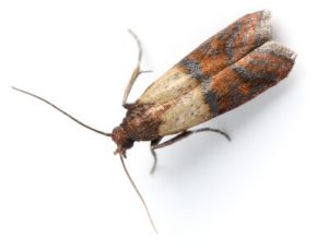 Nasty Indian meal Moths eating your food, call Flying Insect Control Woodlands.