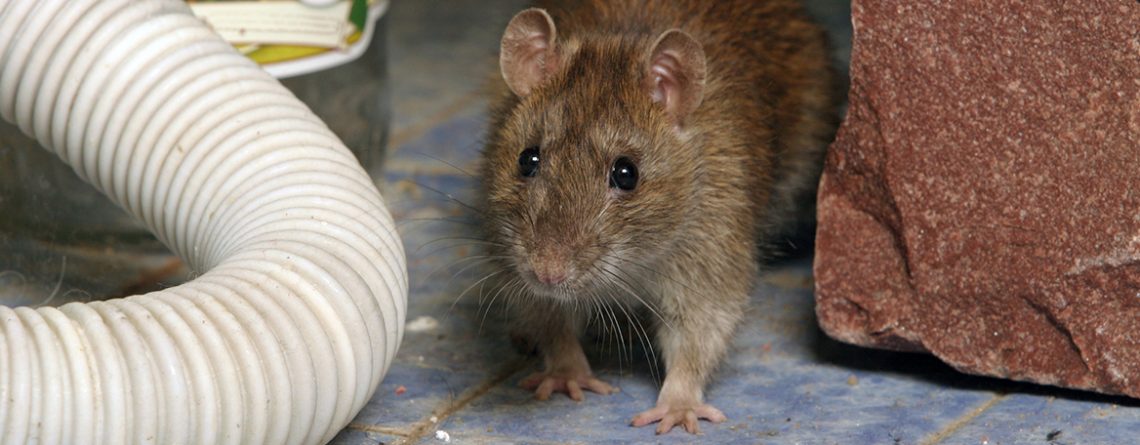 Prepare for Rats and Mice this summer