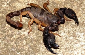 Let the Scorpion Control Pretoria team of experts take care of your scorpion problems.