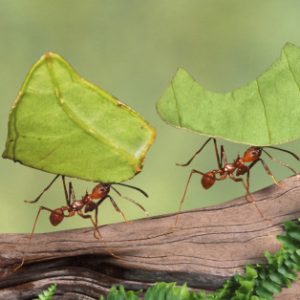 Ant Control Pretoria is also a quality guaranteed extermination service offered by Pretoria Pest COntrol