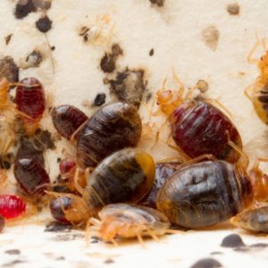 Bed Bug Control Mnandi are the expert biting insect exterminators, Pretoria Pest Control are top of our game.