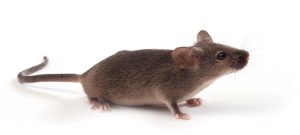 Mice are also serviced and managed by Rodent Control Pretoria team of experts. Pretoria Pest Control is here for any Pest Management solution.