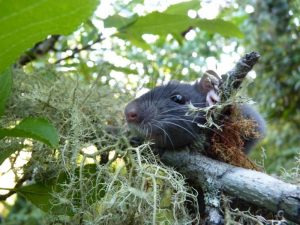 Black Rat Control Waterkloof Ridge can stop diseases spread by Rats in Waterkloof Ridge. 