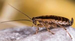 Let Cockroach Control Pretoria tailor a roach fumigation that suits your needs as well as your pocket.