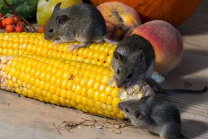 Get Mouse removal by experts to ensure great results each and every time. Pretoria Pest Control are leaders in Rodent removal technology here in Brooklyn