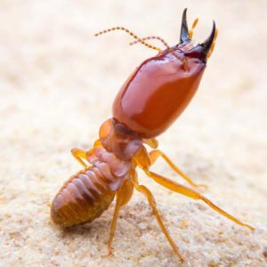 Termite Control Pretoria is a speciealist team of exterminators by Pretoria Pest Control