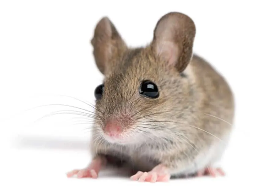Field mouse, a common rodent in Centurion homes