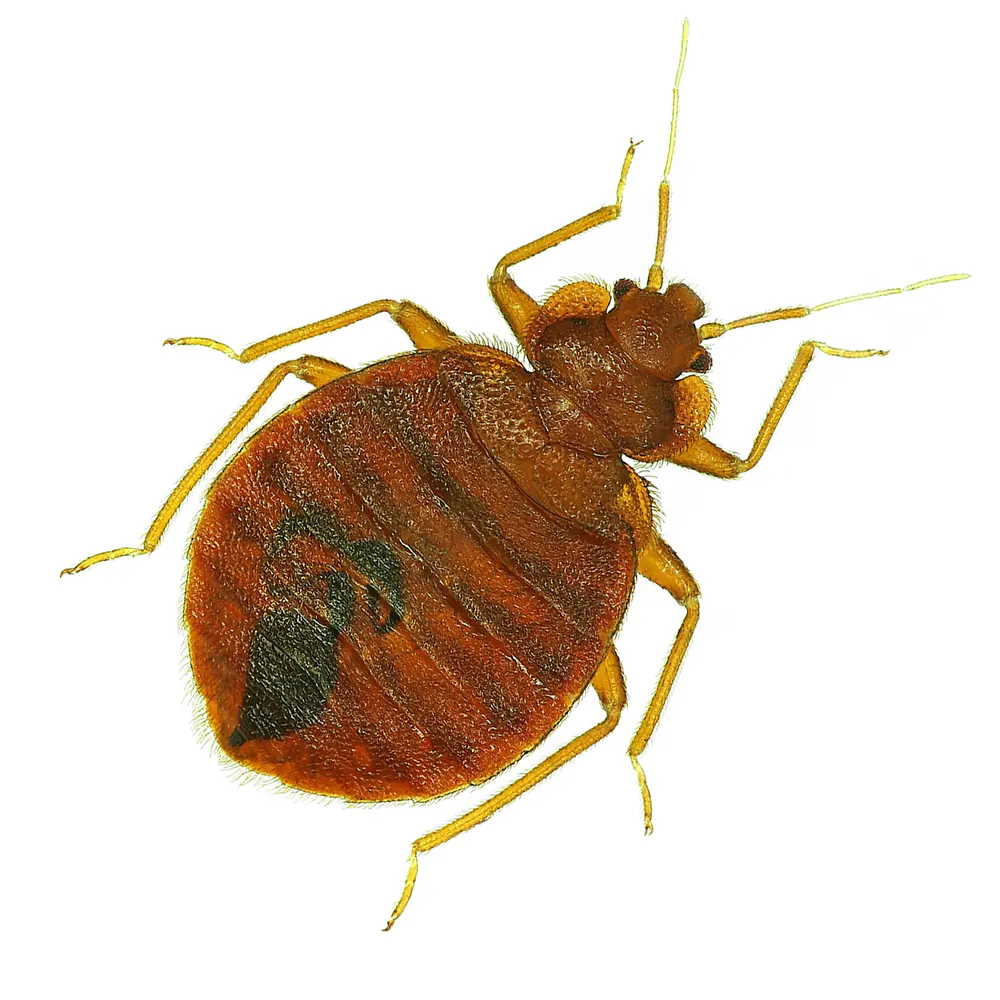 Bed bugs on a mattress in Pretoria