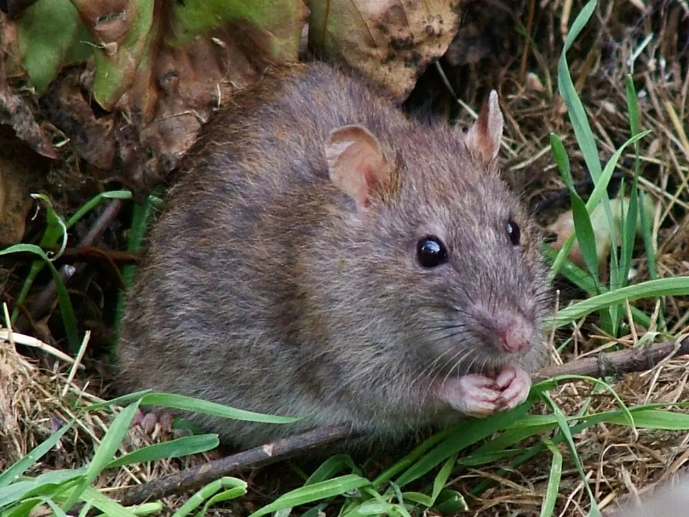 Brown rat, treated by our rat control in Centurion