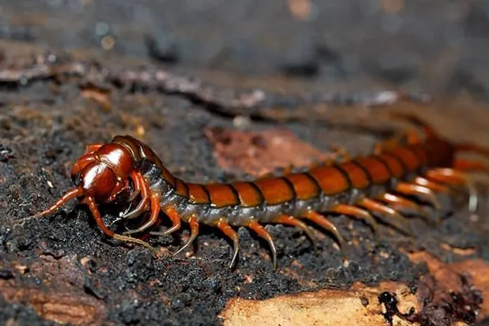 Centipede, treated by our centipede control in Centurion