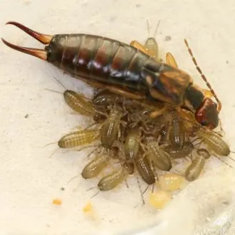 Crawling insects in a Centurion home
