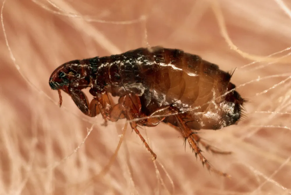 Flea close-up, treated by our flea control in Centurion