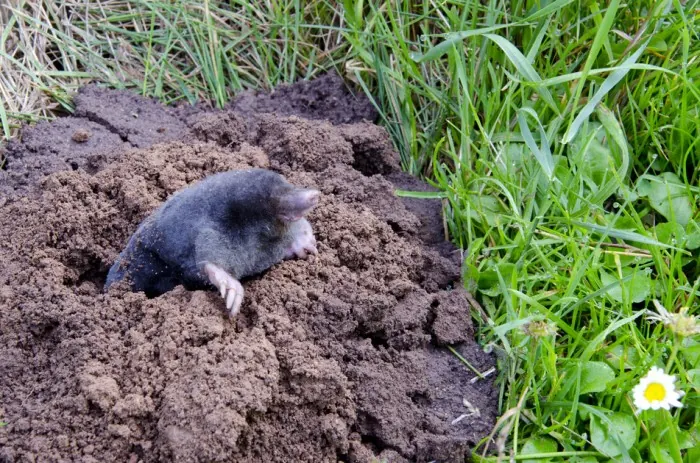 Golden mole in a lawn, treated by our mole control in Pretoria