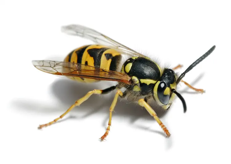 Yellow jacket wasps, removed in Pretoria