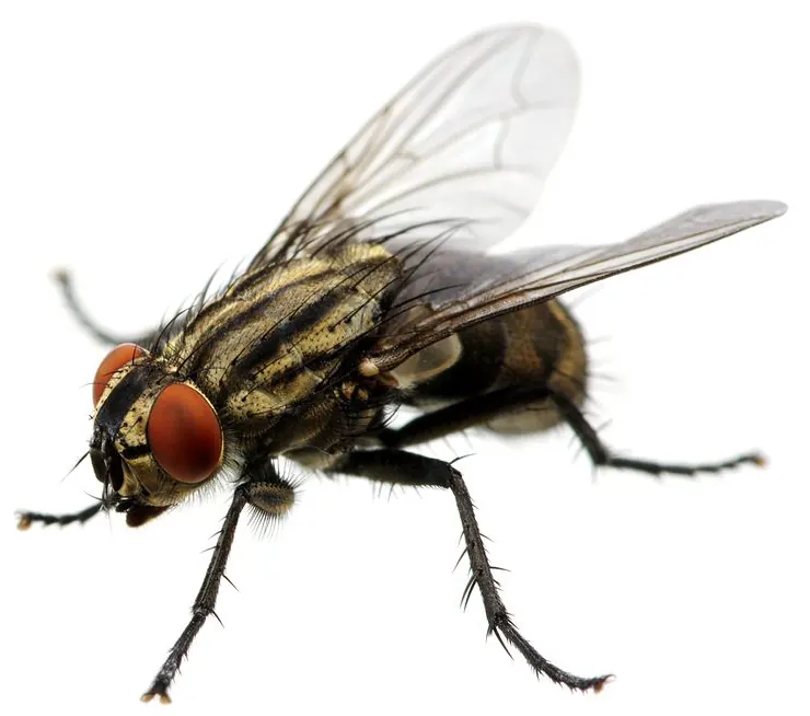House fly, treated by our fly control in Centurion