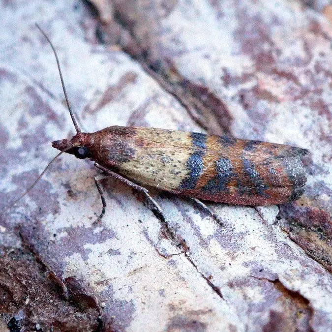 Indian meal moths in stored food in Lynnwood