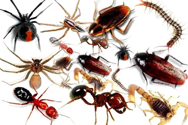 Insects treated by our insect control in Centurion