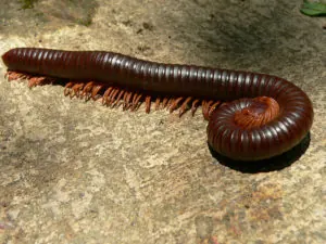 Millipede in a Centurion garden