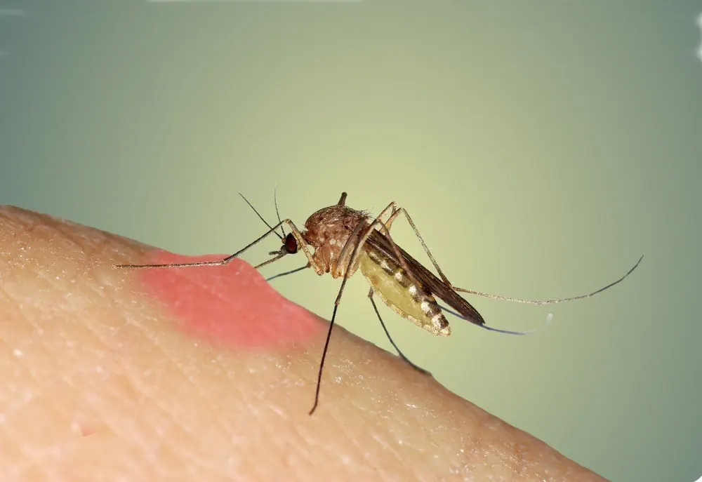 Mosquito biting, one of the biting insects in Centurion