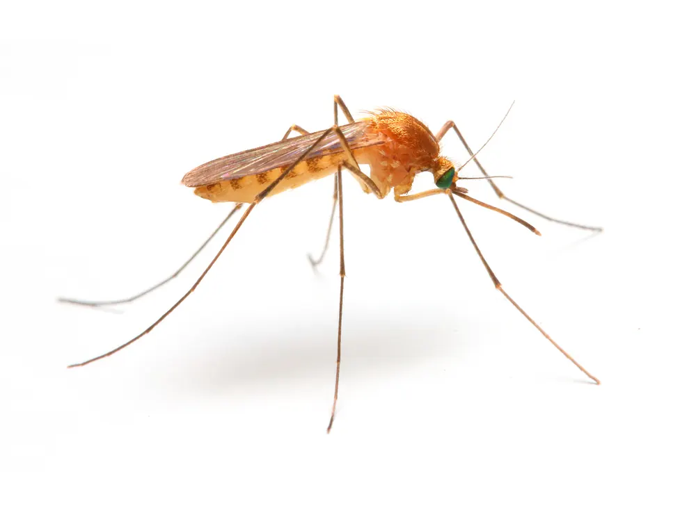 Mosquito, a flying insect we control in Centurion