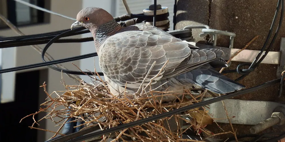 Nesting birds that carry bird mites in Centurion