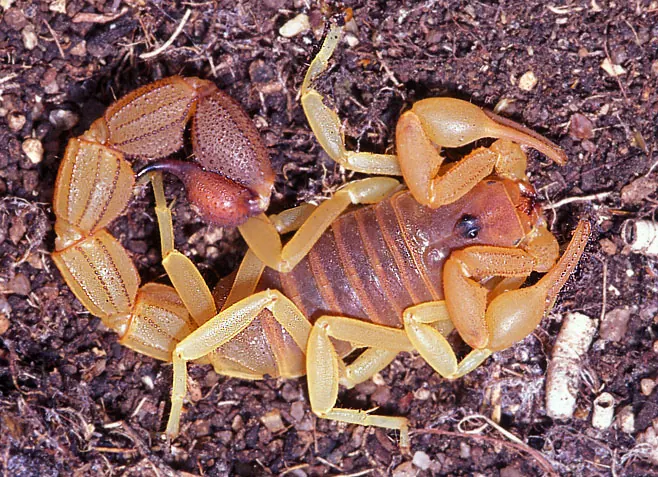 Parabuthus scorpion, found in and around Pretoria