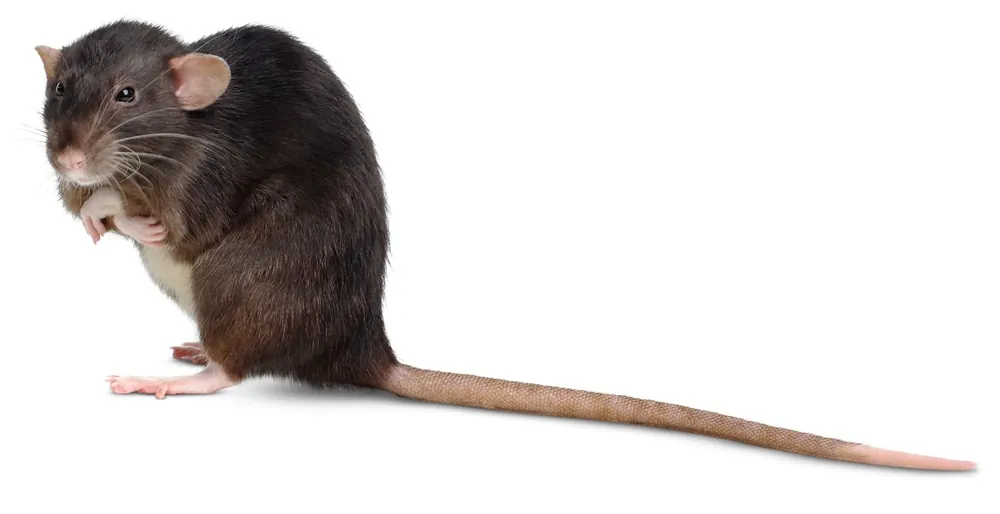 Rats, the kind of rodents we remove in Pretoria