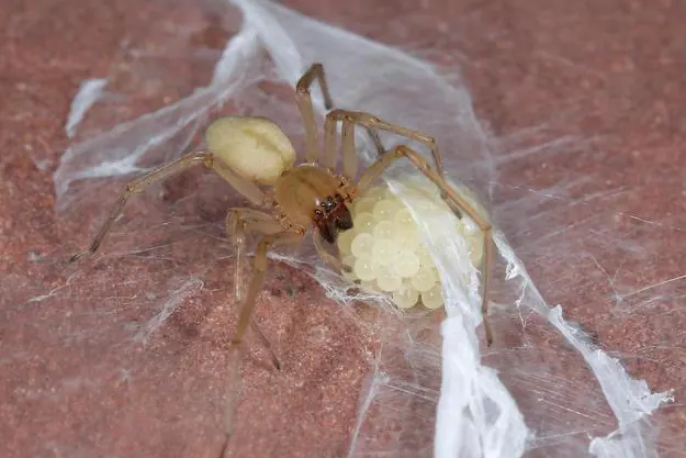 Spider in a Centurion home