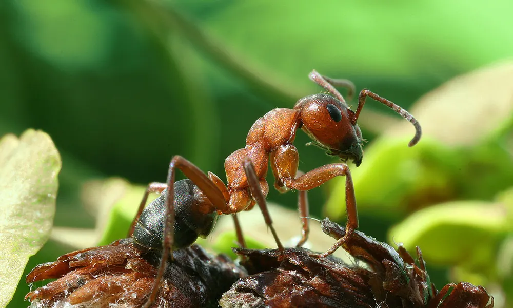 Ant colony, treated by our ant control in Pretoria