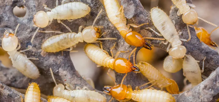 Subterranean termites, treated by our termite control in Pretoria