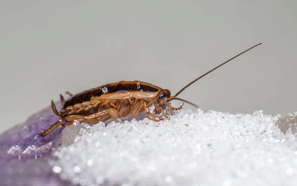 Cockroach on spilled sugar in a Pretoria kitchen
