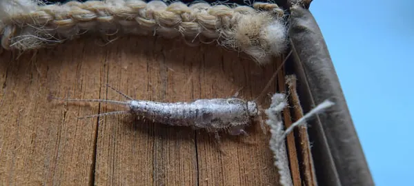 Fishmoth (silverfish) on a book in Centurion